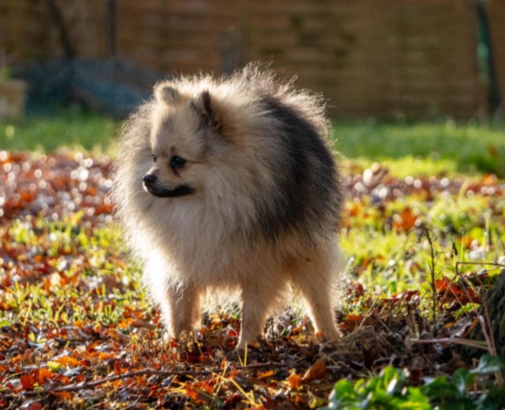 Valentino Du Clos Des Pom' De Pins