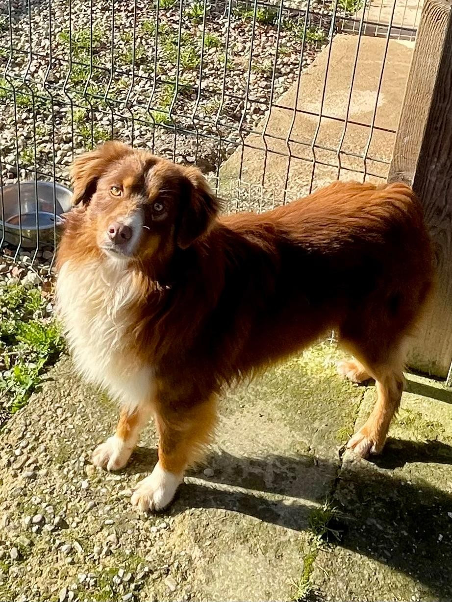 Vulcain(verynice velcro) Du Domaine Du Clos Australien