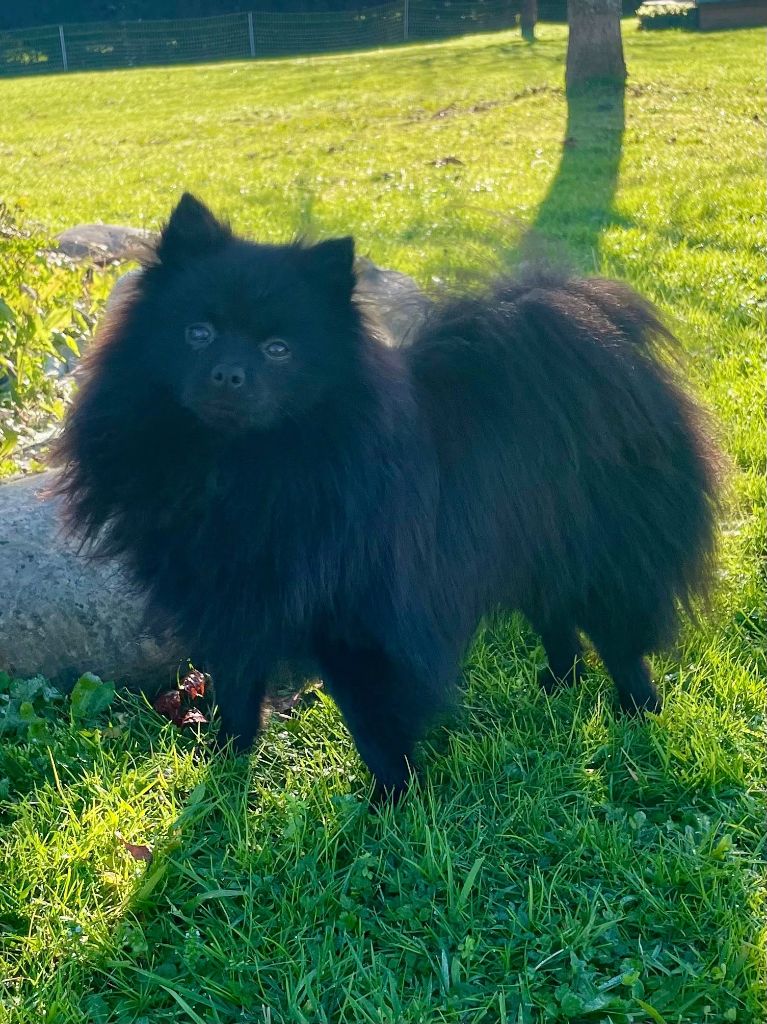 Vol denuit volf du Crystal Noir