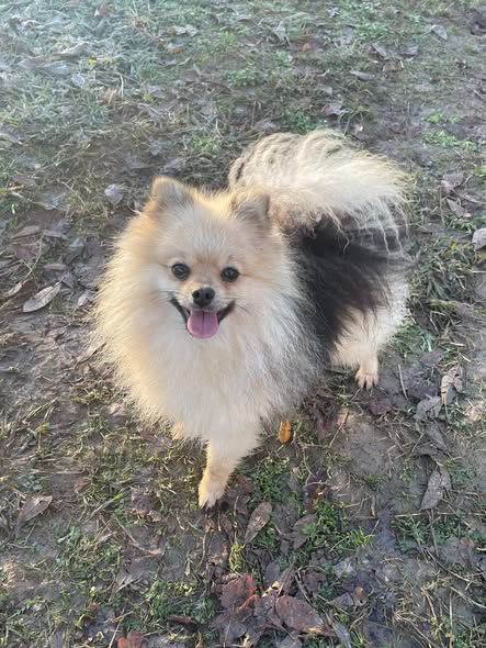 Valentino Du Clos Des Pom' De Pins