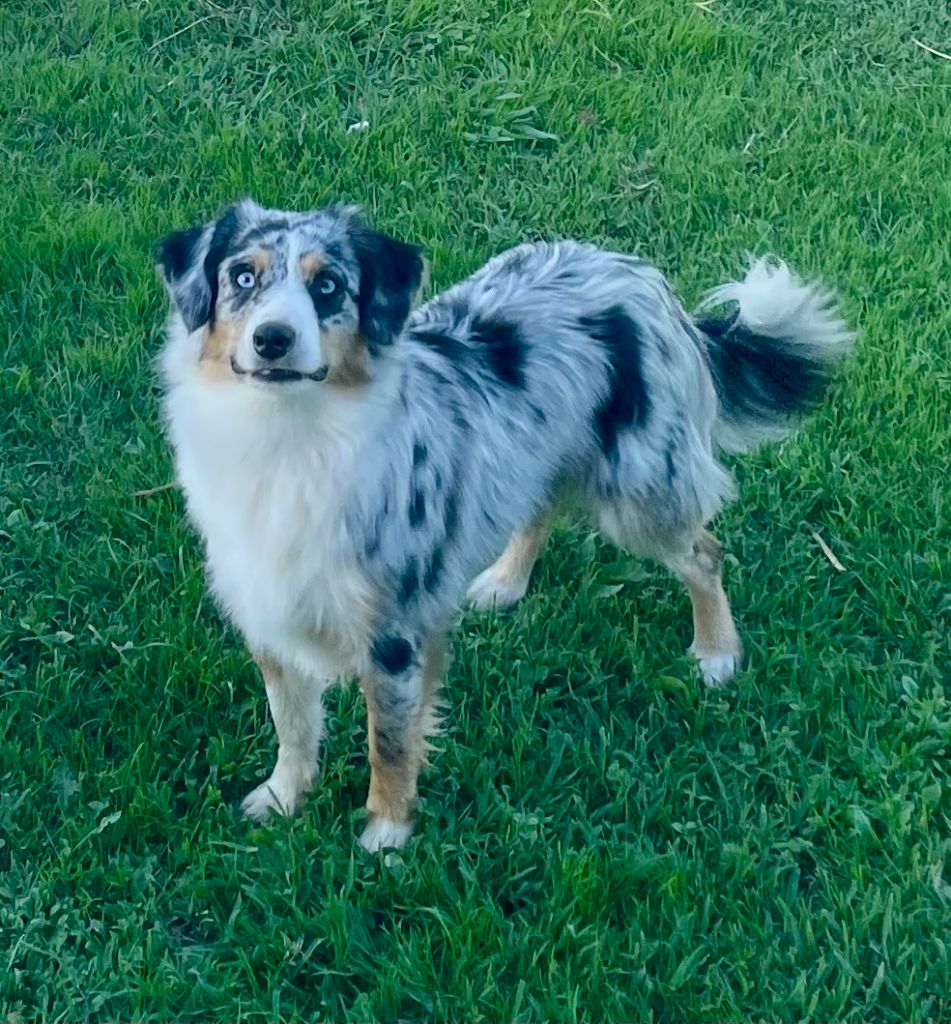 Blue - vie en rose Des Seigneurs De Morlanne