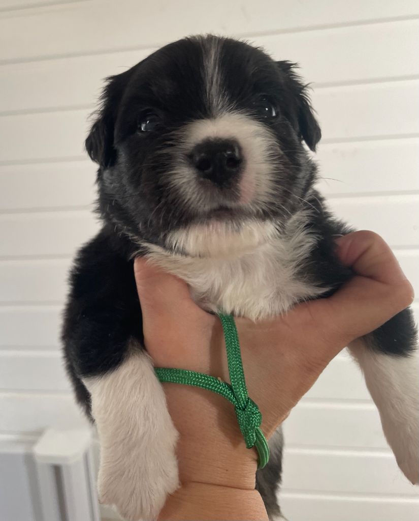 Des Seigneurs De Morlanne - Chiots disponibles - Berger Américain Miniature 