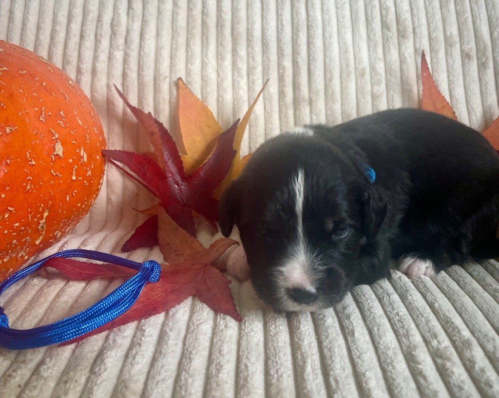 Des Seigneurs De Morlanne - Chiots disponibles - Berger Américain Miniature 