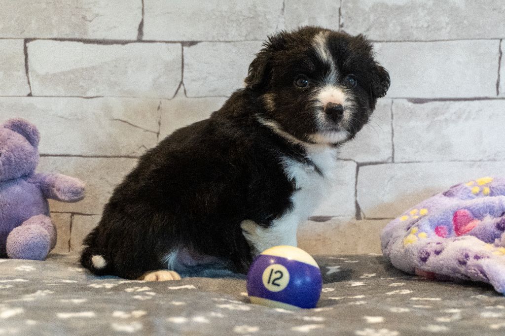 Des Seigneurs De Morlanne - Chiots disponibles - Berger Américain Miniature 