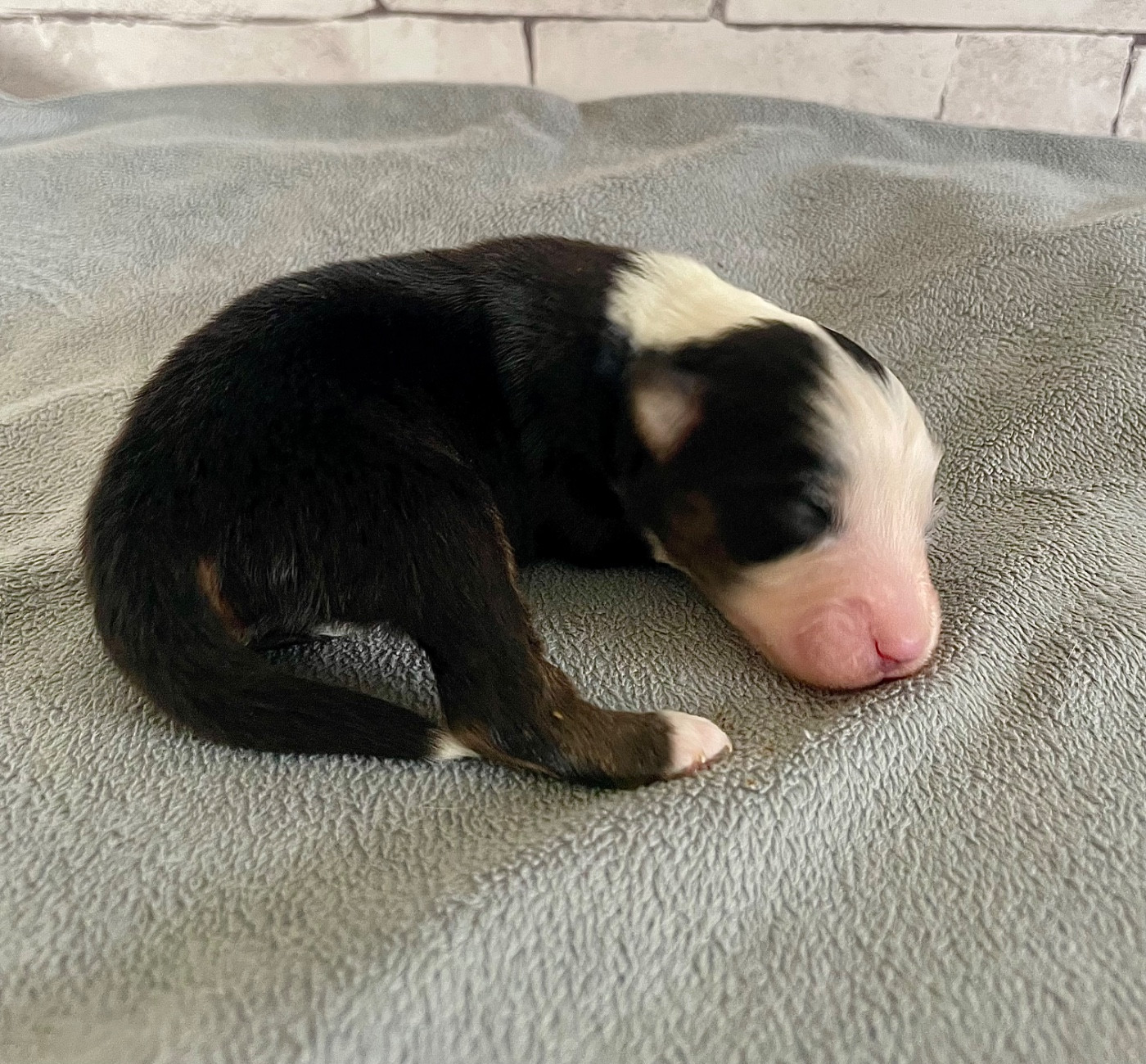 Des Seigneurs De Morlanne - Chiots disponibles - Berger Américain Miniature 