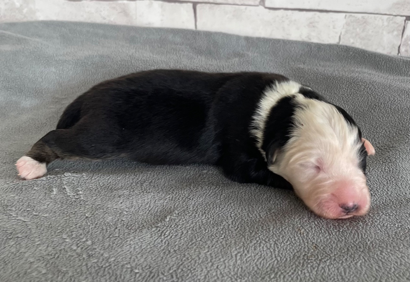 Des Seigneurs De Morlanne - Chiots disponibles - Berger Américain Miniature 