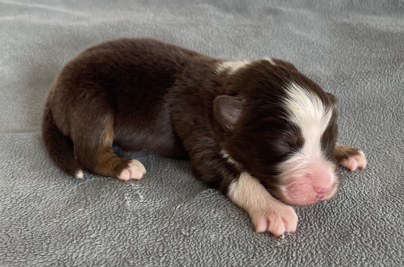 Des Seigneurs De Morlanne - Chiots disponibles - Berger Américain Miniature 