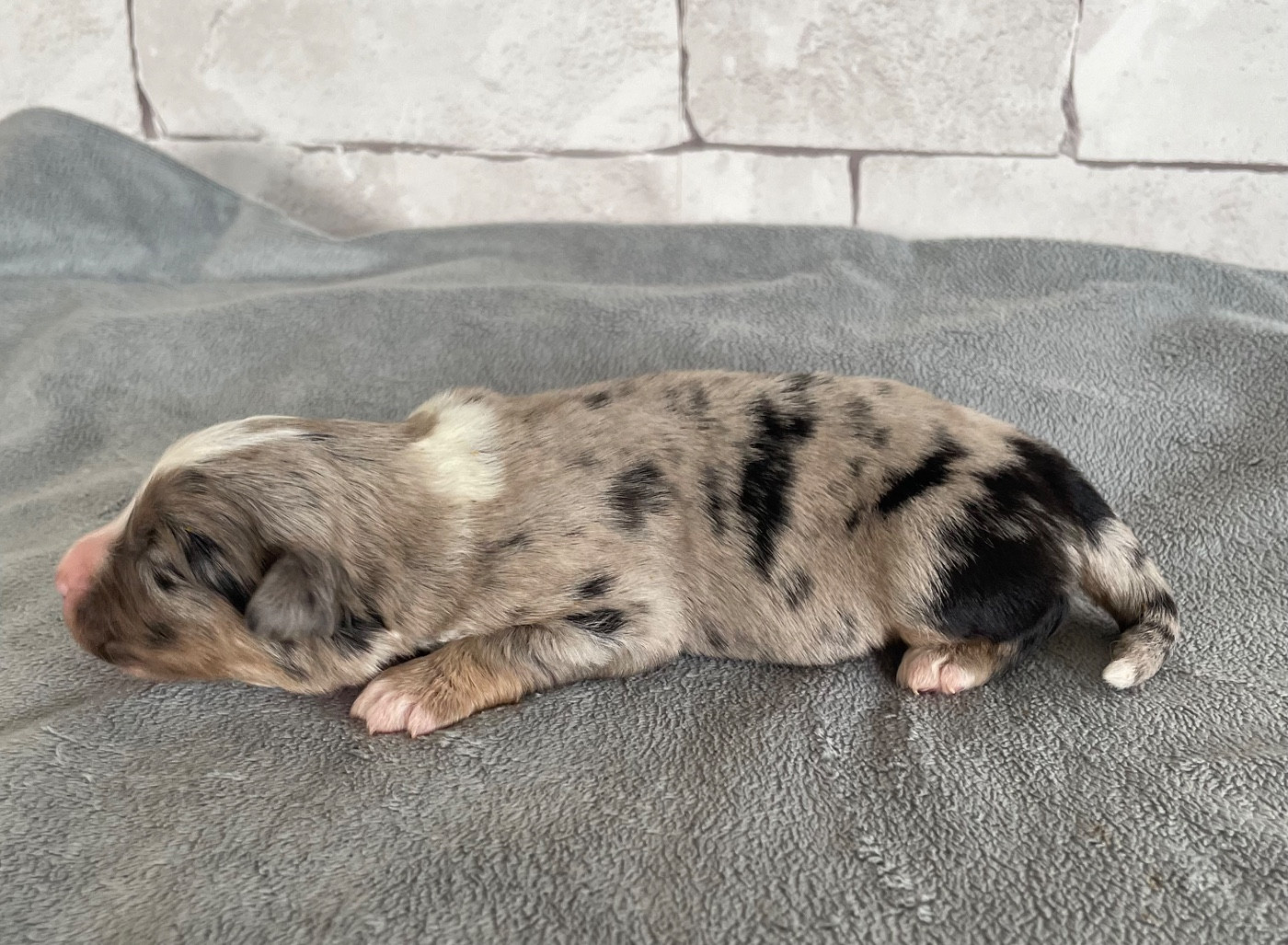 Des Seigneurs De Morlanne - Chiots disponibles - Berger Américain Miniature 