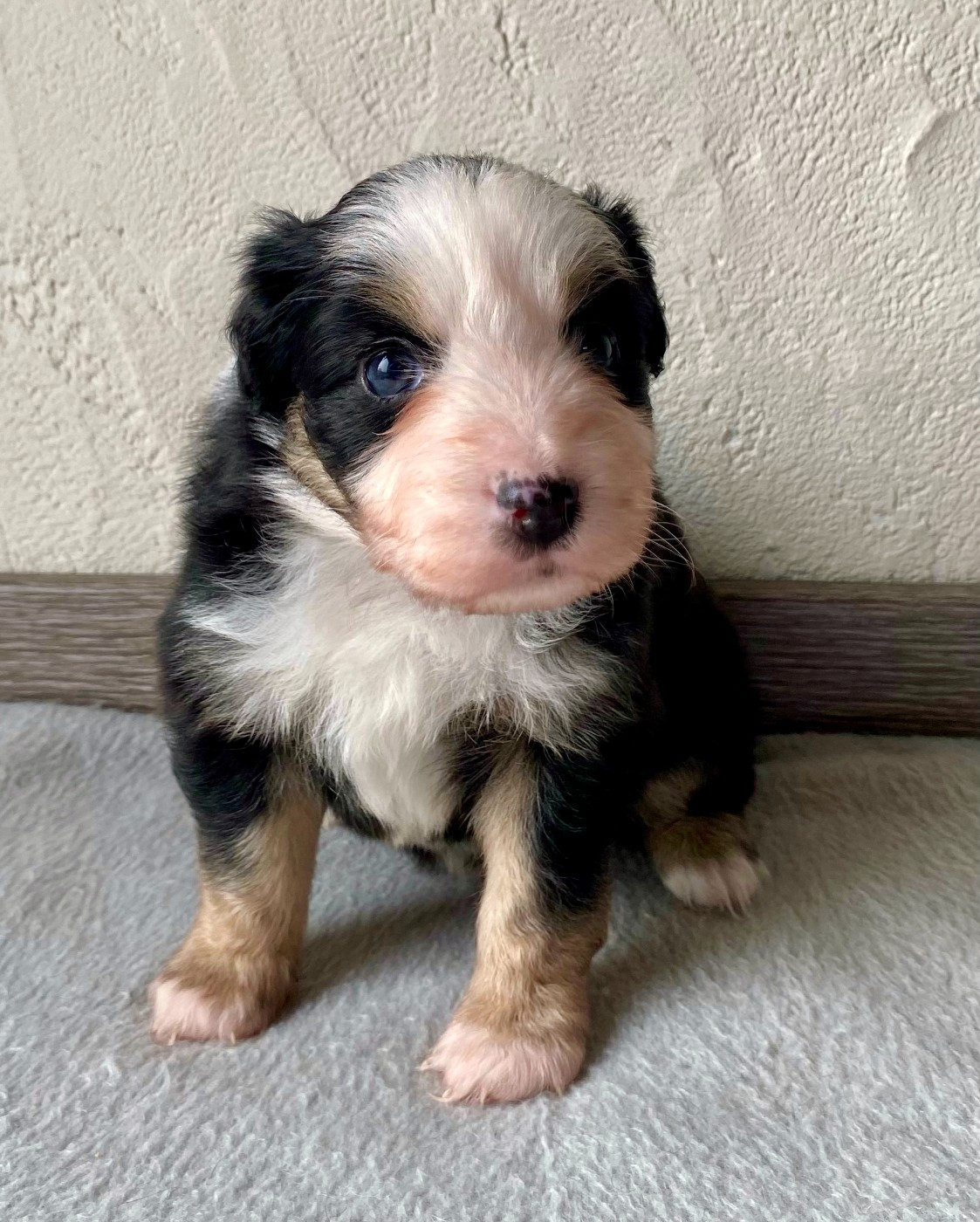 Des Seigneurs De Morlanne - Chiots disponibles - Berger Américain Miniature 