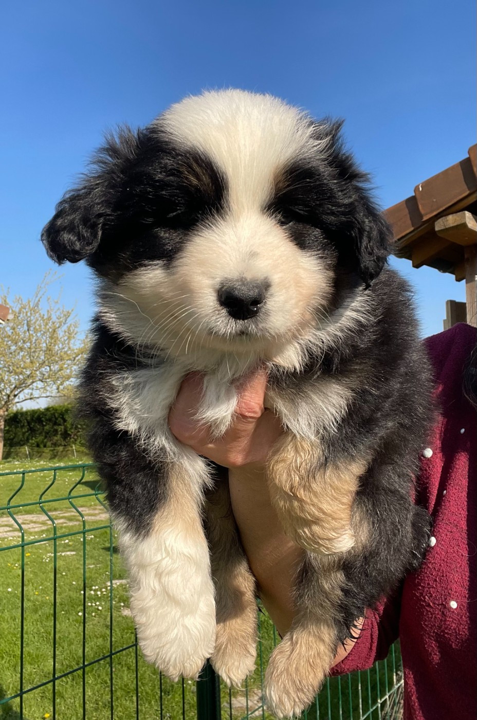 Des Seigneurs De Morlanne - Chiots disponibles - Berger Américain Miniature 