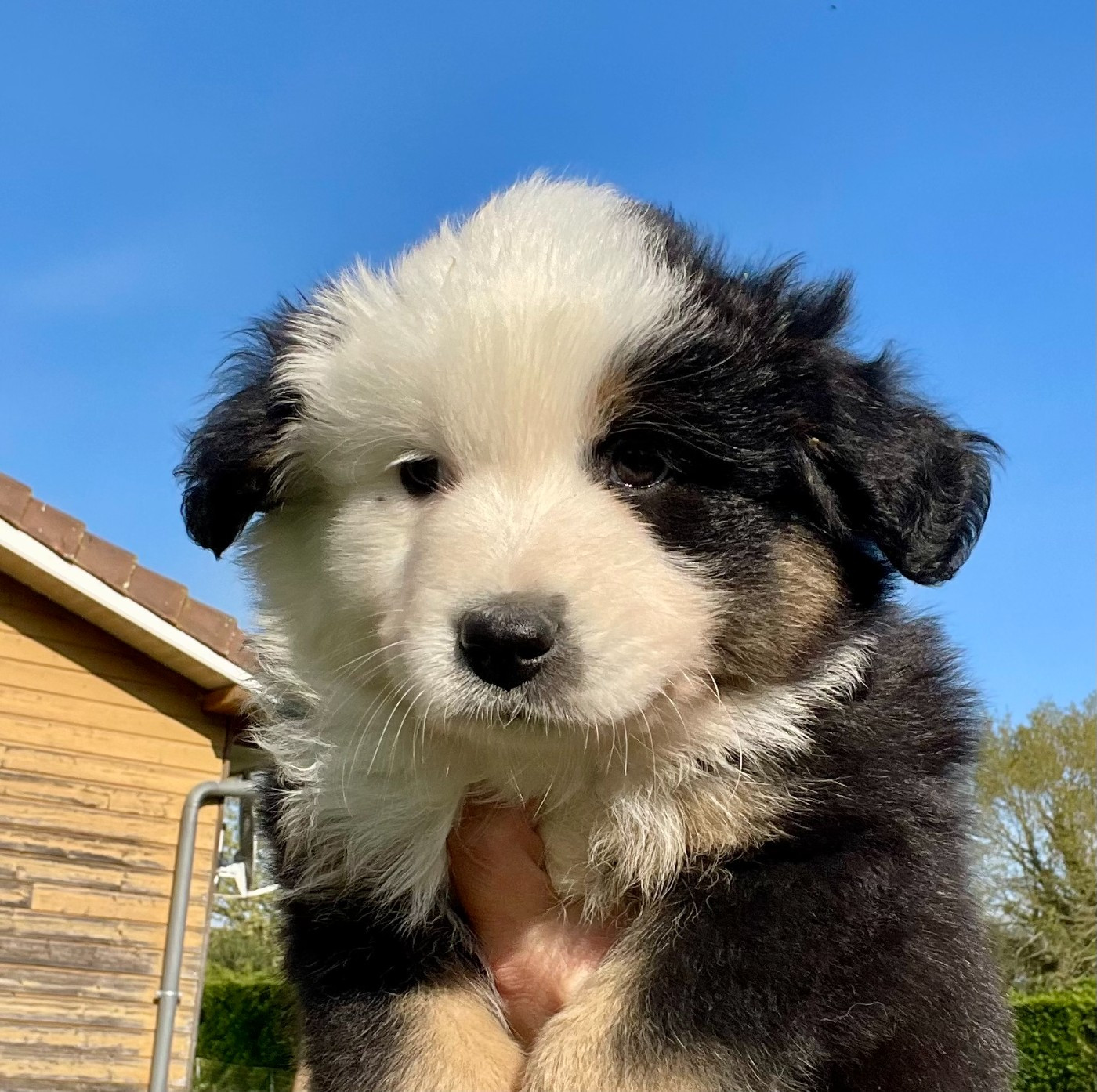 Des Seigneurs De Morlanne - Chiots disponibles - Berger Américain Miniature 