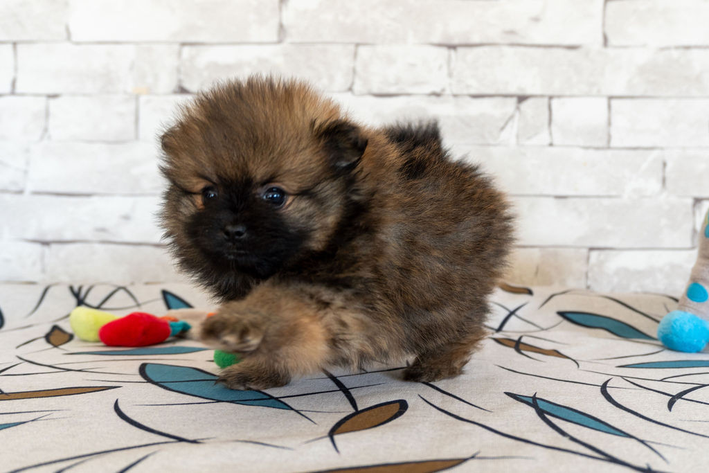 Des Seigneurs De Morlanne - Chiots disponibles - Spitz allemand