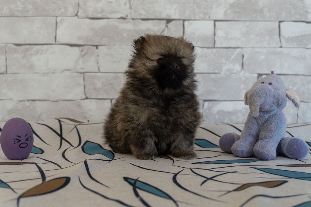 Des Seigneurs De Morlanne - Chiots disponibles - Spitz allemand