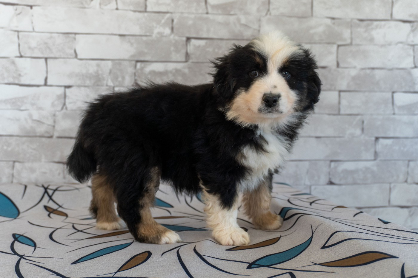 Des Seigneurs De Morlanne - Chiots disponibles - Berger Américain Miniature 