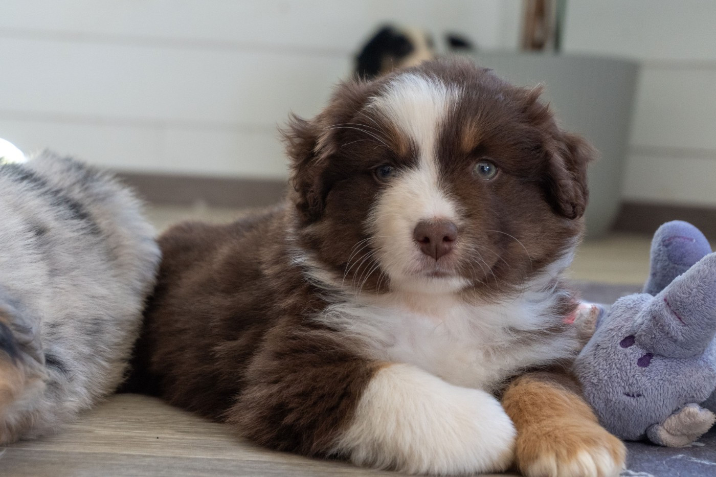 Des Seigneurs De Morlanne - Chiots disponibles - Berger Américain Miniature 
