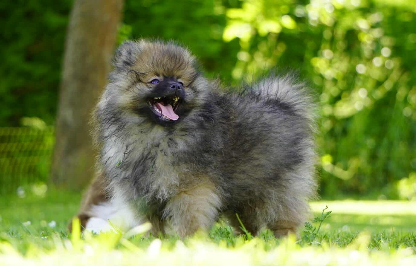 Des Seigneurs De Morlanne - Chiots disponibles - Spitz allemand