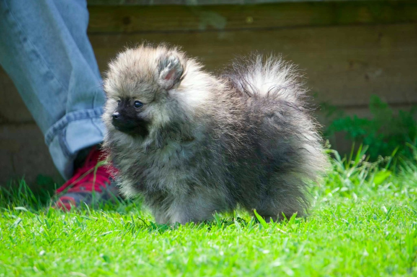 Des Seigneurs De Morlanne - Chiots disponibles - Spitz allemand