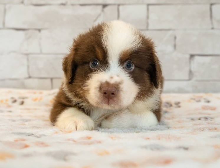 Des Seigneurs De Morlanne - Chiots disponibles - Berger Américain Miniature 