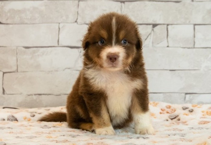 Des Seigneurs De Morlanne - Chiots disponibles - Berger Américain Miniature 