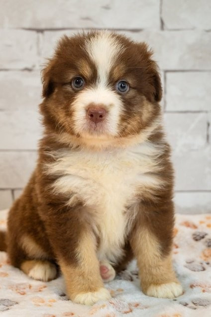Des Seigneurs De Morlanne - Chiots disponibles - Berger Américain Miniature 