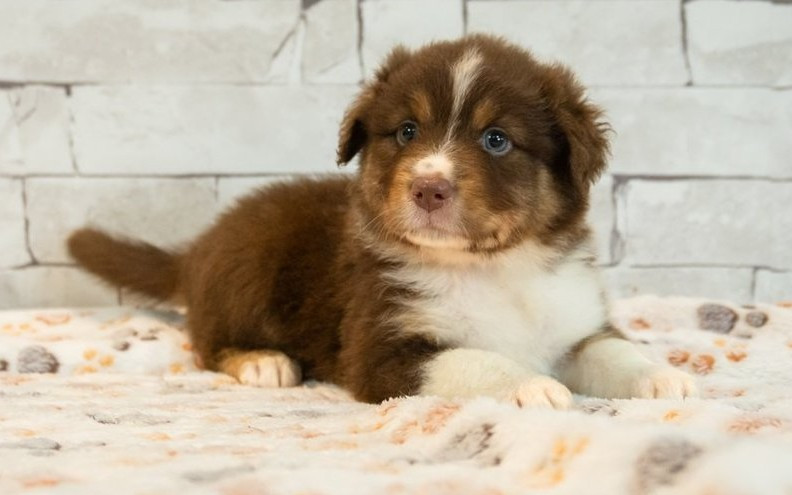 Des Seigneurs De Morlanne - Chiots disponibles - Berger Américain Miniature 
