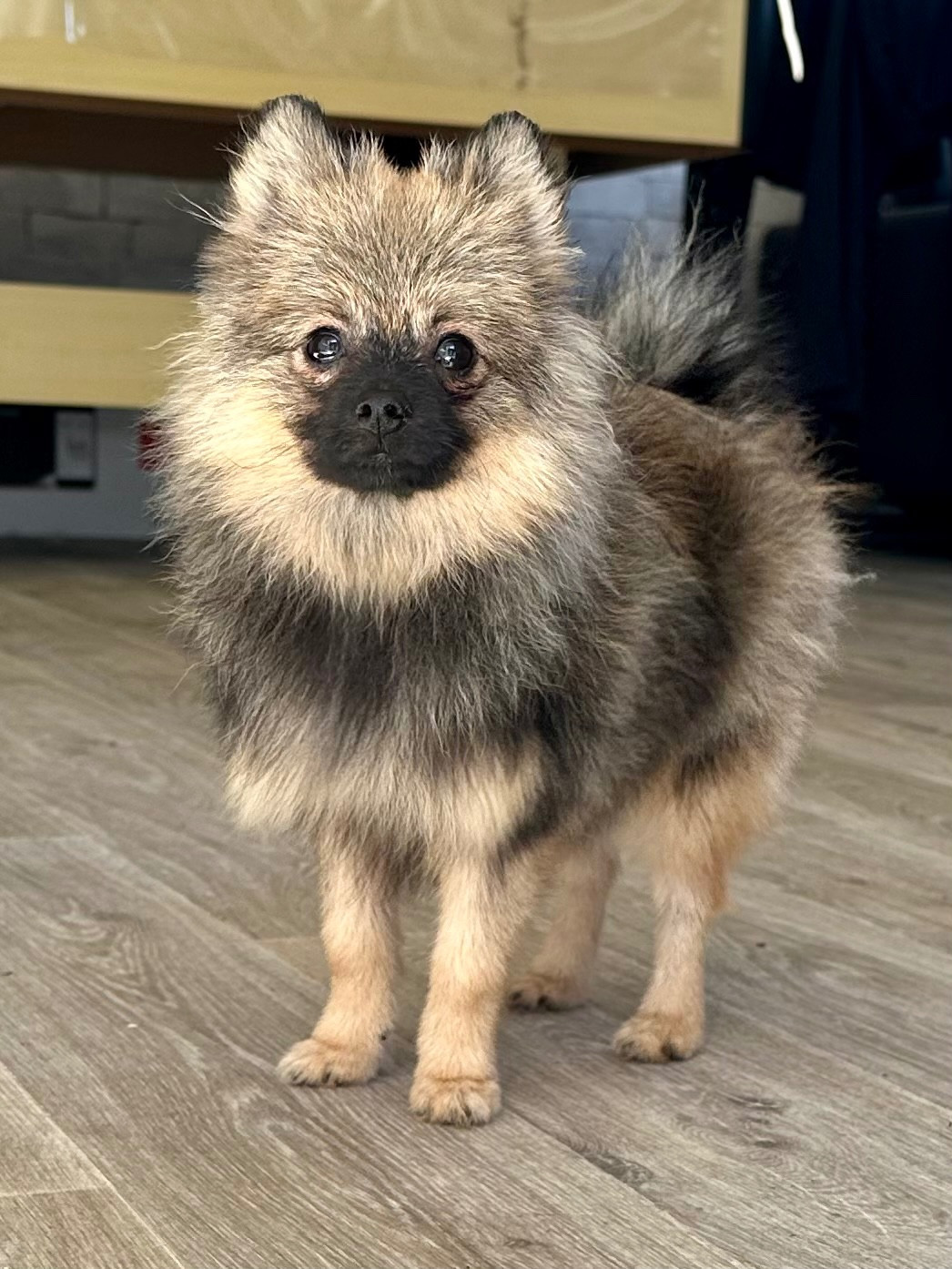 Des Seigneurs De Morlanne - Chiots disponibles - Spitz allemand