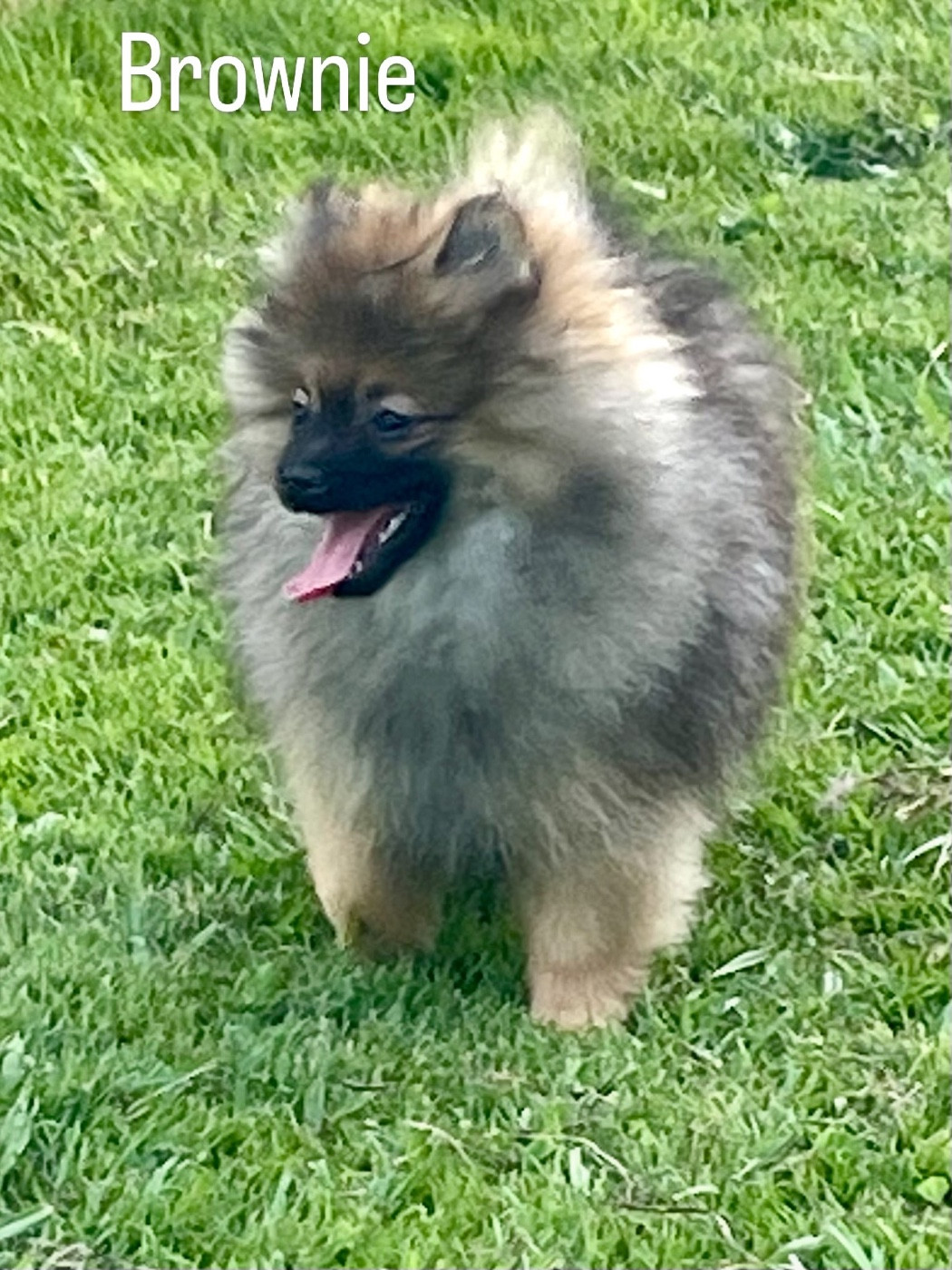 Des Seigneurs De Morlanne - Chiots disponibles - Spitz allemand