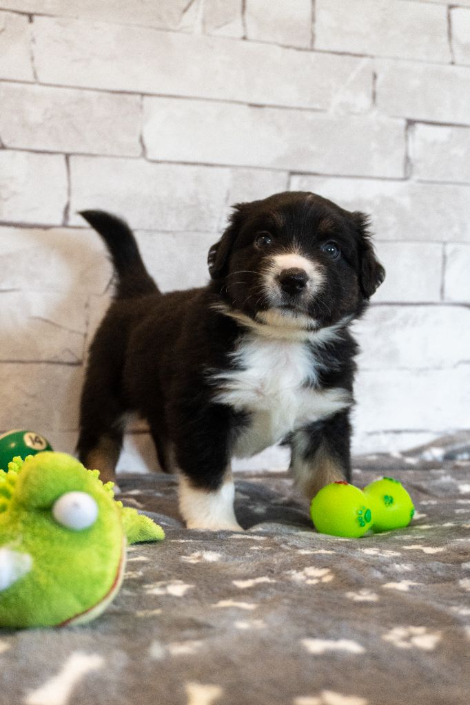 Des Seigneurs De Morlanne - Chiots disponibles - Berger Américain Miniature 