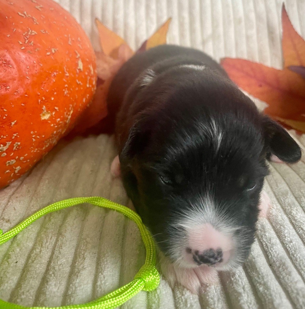 Des Seigneurs De Morlanne - Chiots disponibles - Berger Américain Miniature 