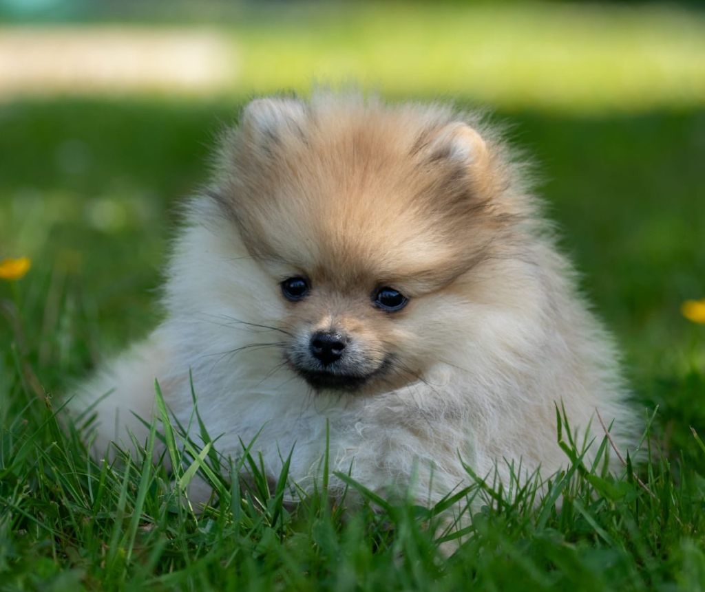 Des Seigneurs De Morlanne - Chiots disponibles - Spitz allemand