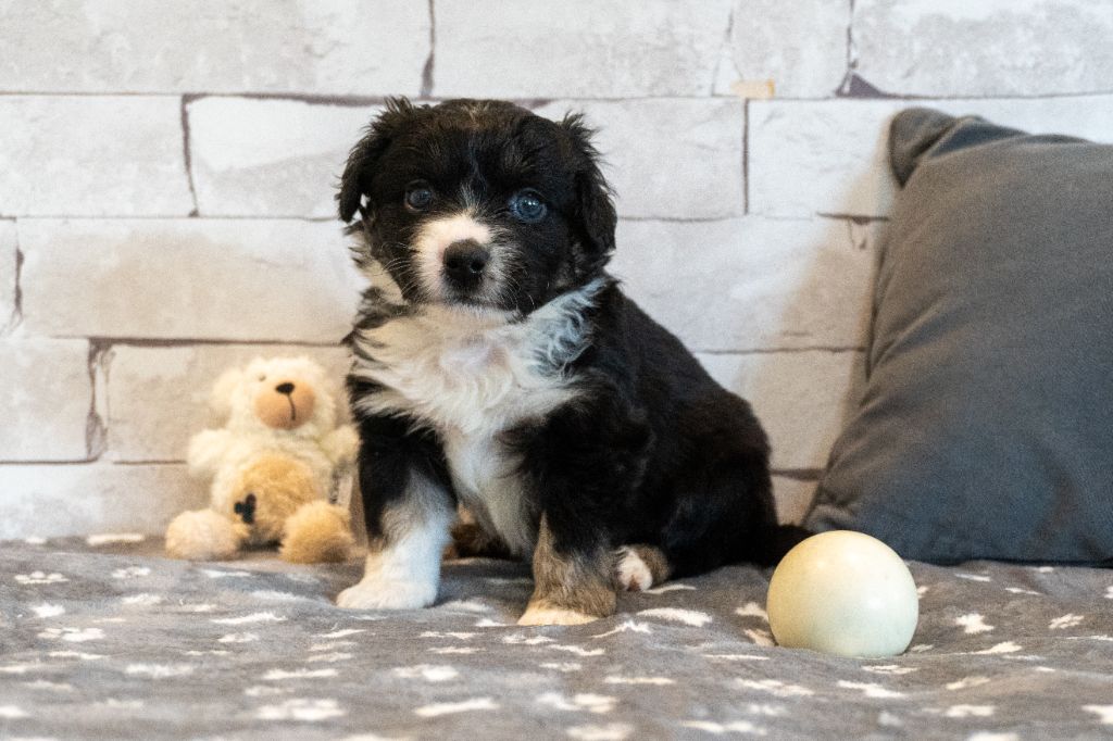 Des Seigneurs De Morlanne - Chiots disponibles - Berger Américain Miniature 