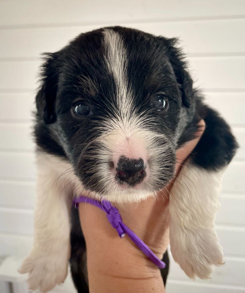 Des Seigneurs De Morlanne - Chiots disponibles - Berger Américain Miniature 