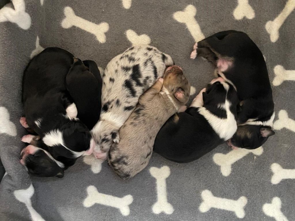 Des Seigneurs De Morlanne - Berger Américain Miniature  - Portée née le 01/01/2026