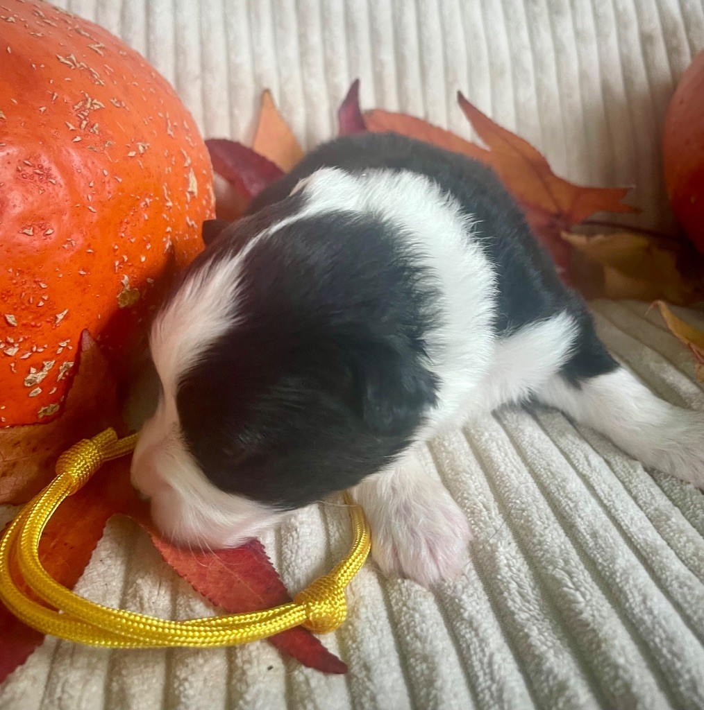 Des Seigneurs De Morlanne - Chiots disponibles - Berger Américain Miniature 