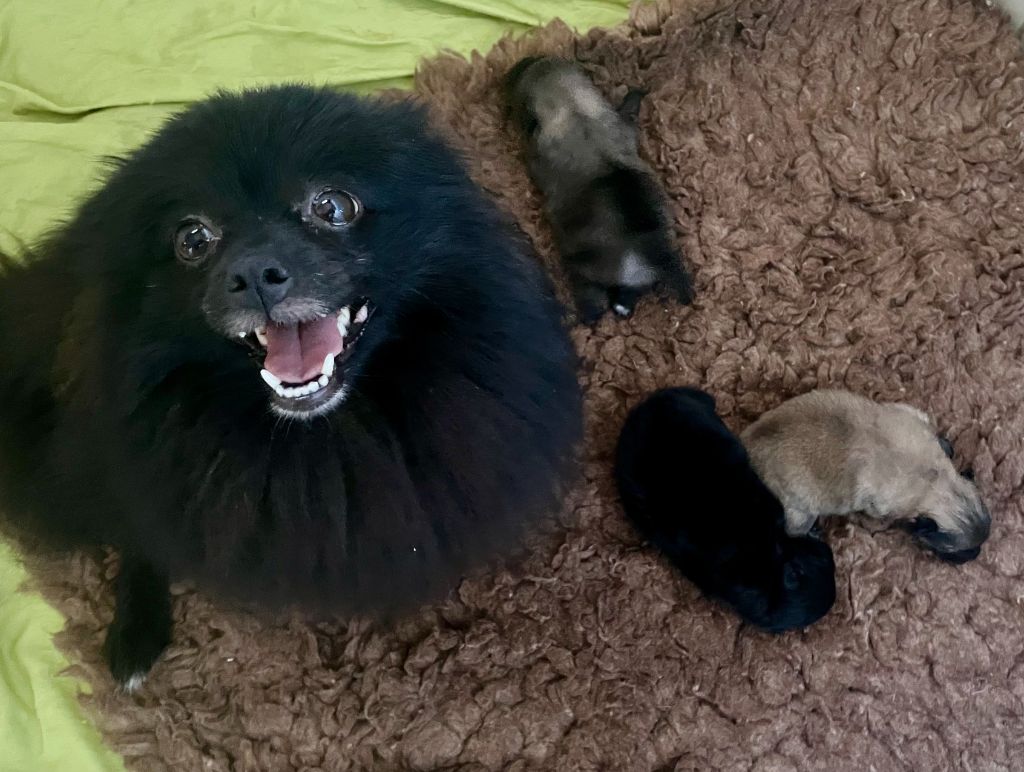Chiot Spitz allemand Des Seigneurs De Morlanne