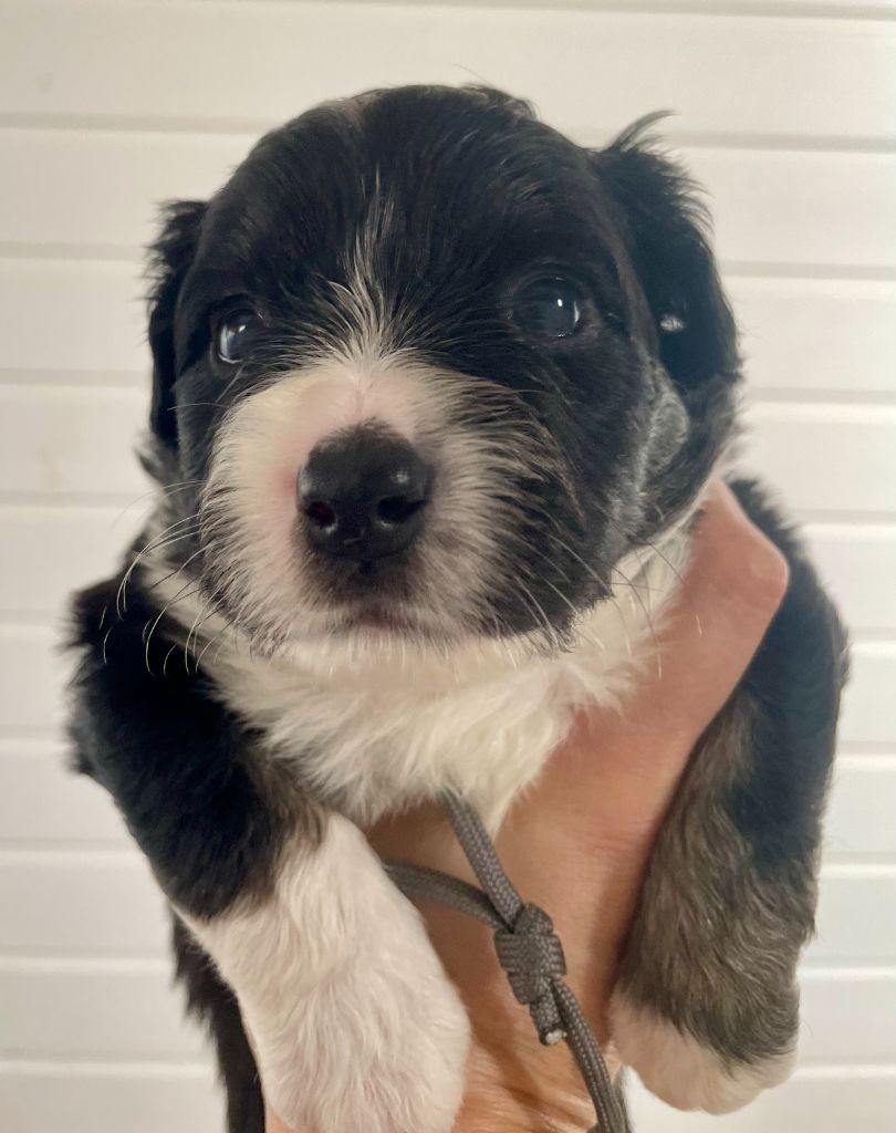 Des Seigneurs De Morlanne - Chiots disponibles - Berger Américain Miniature 