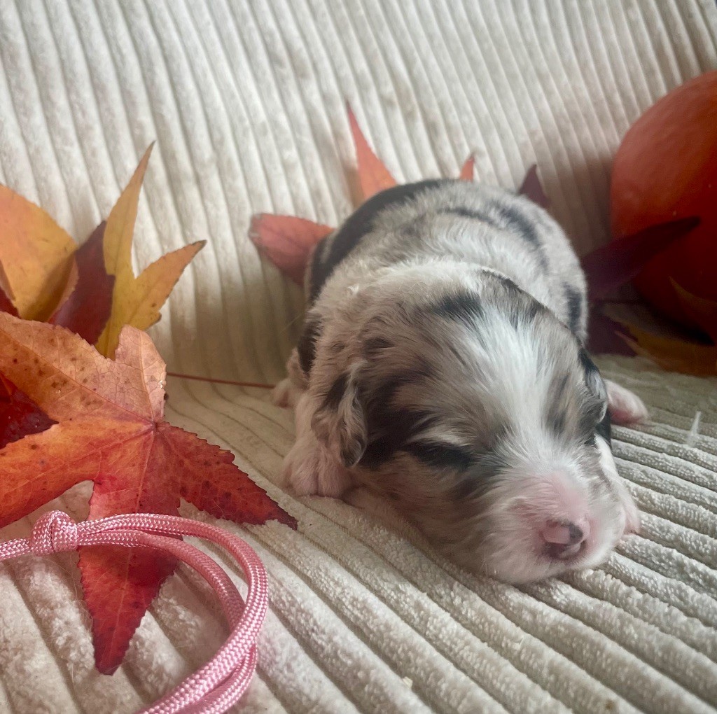 Des Seigneurs De Morlanne - Chiots disponibles - Berger Américain Miniature 