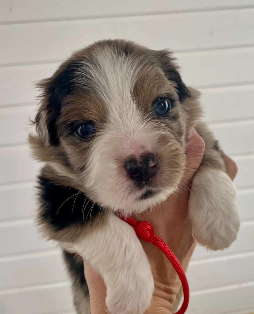 Des Seigneurs De Morlanne - Chiots disponibles - Berger Américain Miniature 