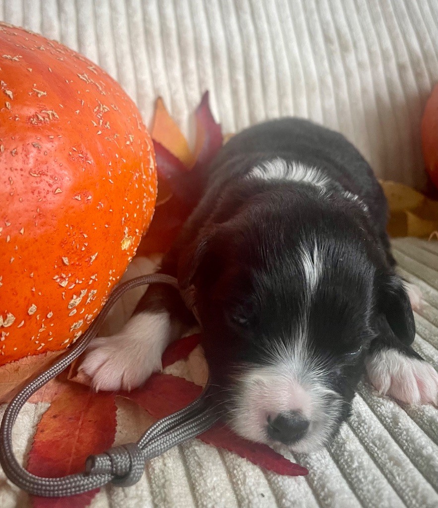 Des Seigneurs De Morlanne - Chiots disponibles - Berger Américain Miniature 