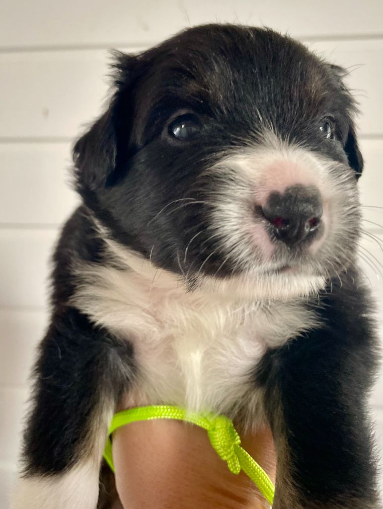 Des Seigneurs De Morlanne - Chiots disponibles - Berger Américain Miniature 