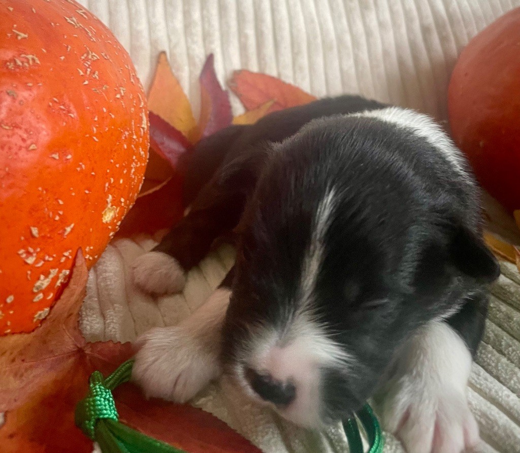 Des Seigneurs De Morlanne - Chiots disponibles - Berger Américain Miniature 