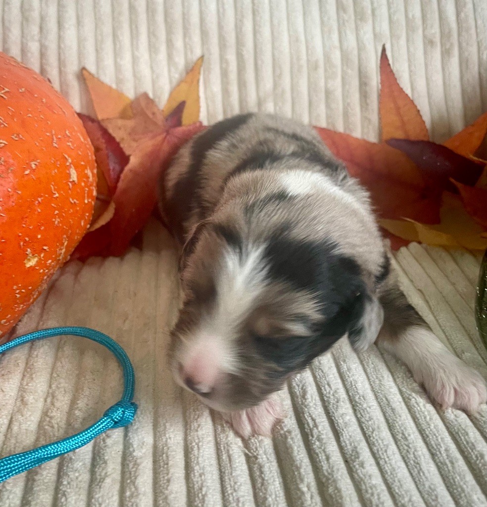 Des Seigneurs De Morlanne - Chiots disponibles - Berger Américain Miniature 