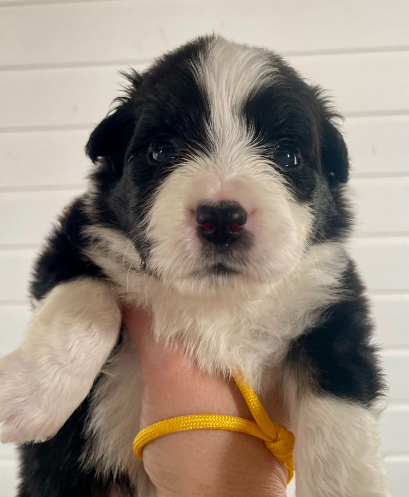 Des Seigneurs De Morlanne - Chiots disponibles - Berger Américain Miniature 