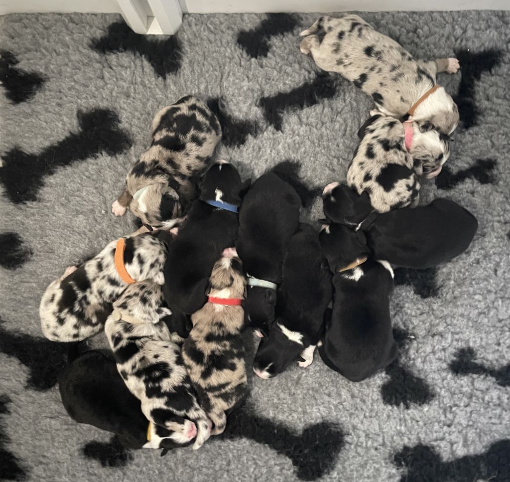 Chiot Berger Américain Miniature  Des Seigneurs De Morlanne