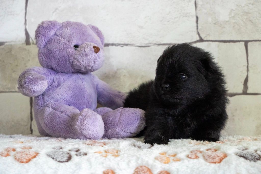 Des Seigneurs De Morlanne - Chiots disponibles - Spitz allemand