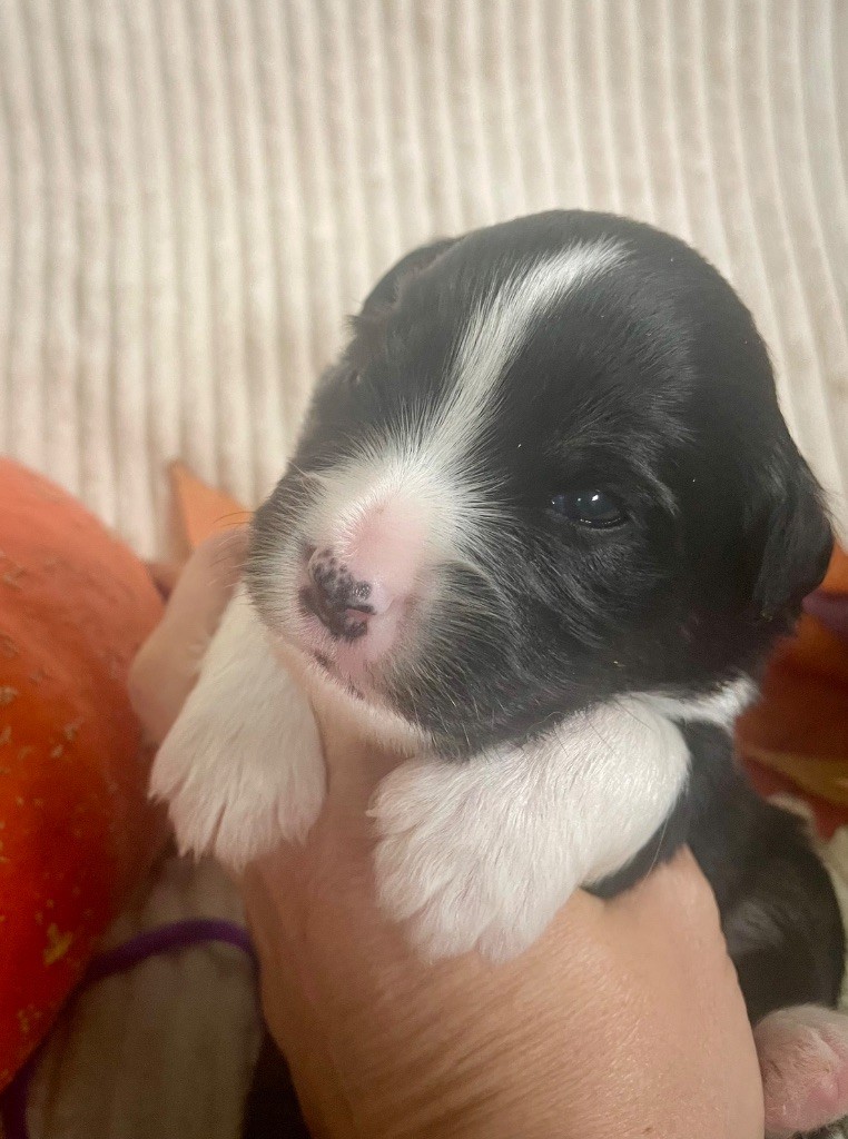 Des Seigneurs De Morlanne - Chiots disponibles - Berger Américain Miniature 