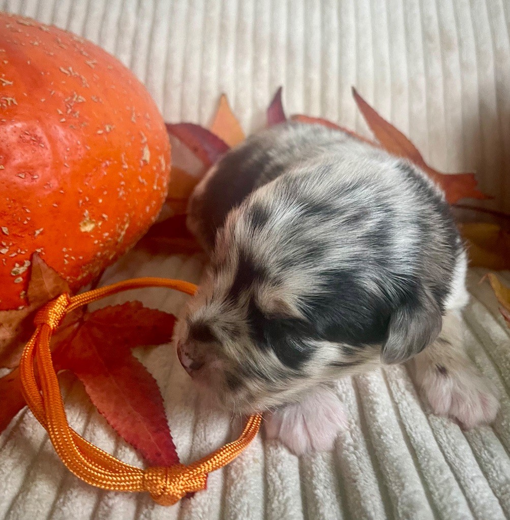 Des Seigneurs De Morlanne - Chiots disponibles - Berger Américain Miniature 