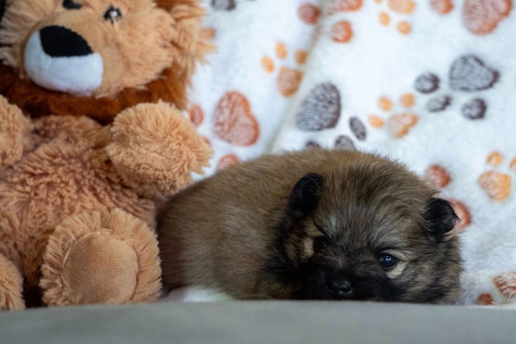 Des Seigneurs De Morlanne - Chiots disponibles - Spitz allemand