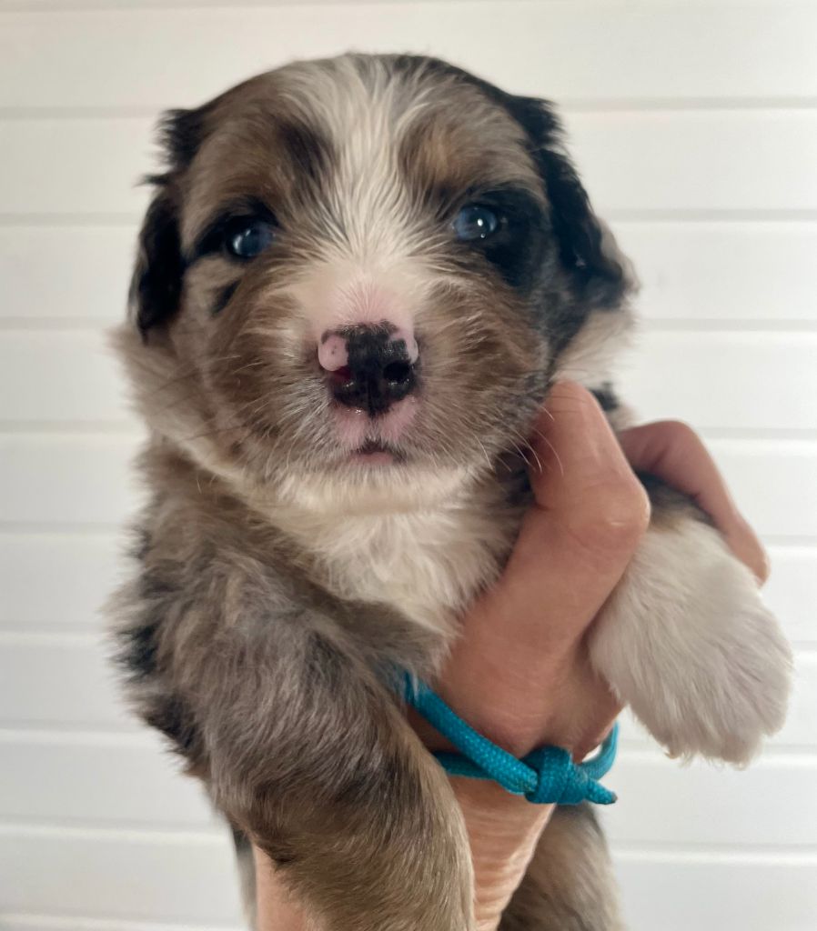 Des Seigneurs De Morlanne - Chiots disponibles - Berger Américain Miniature 