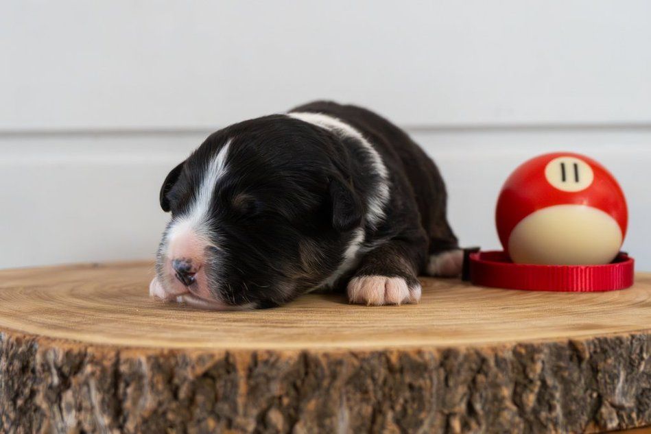 Des Seigneurs De Morlanne - Chiots disponibles - Berger Américain Miniature 